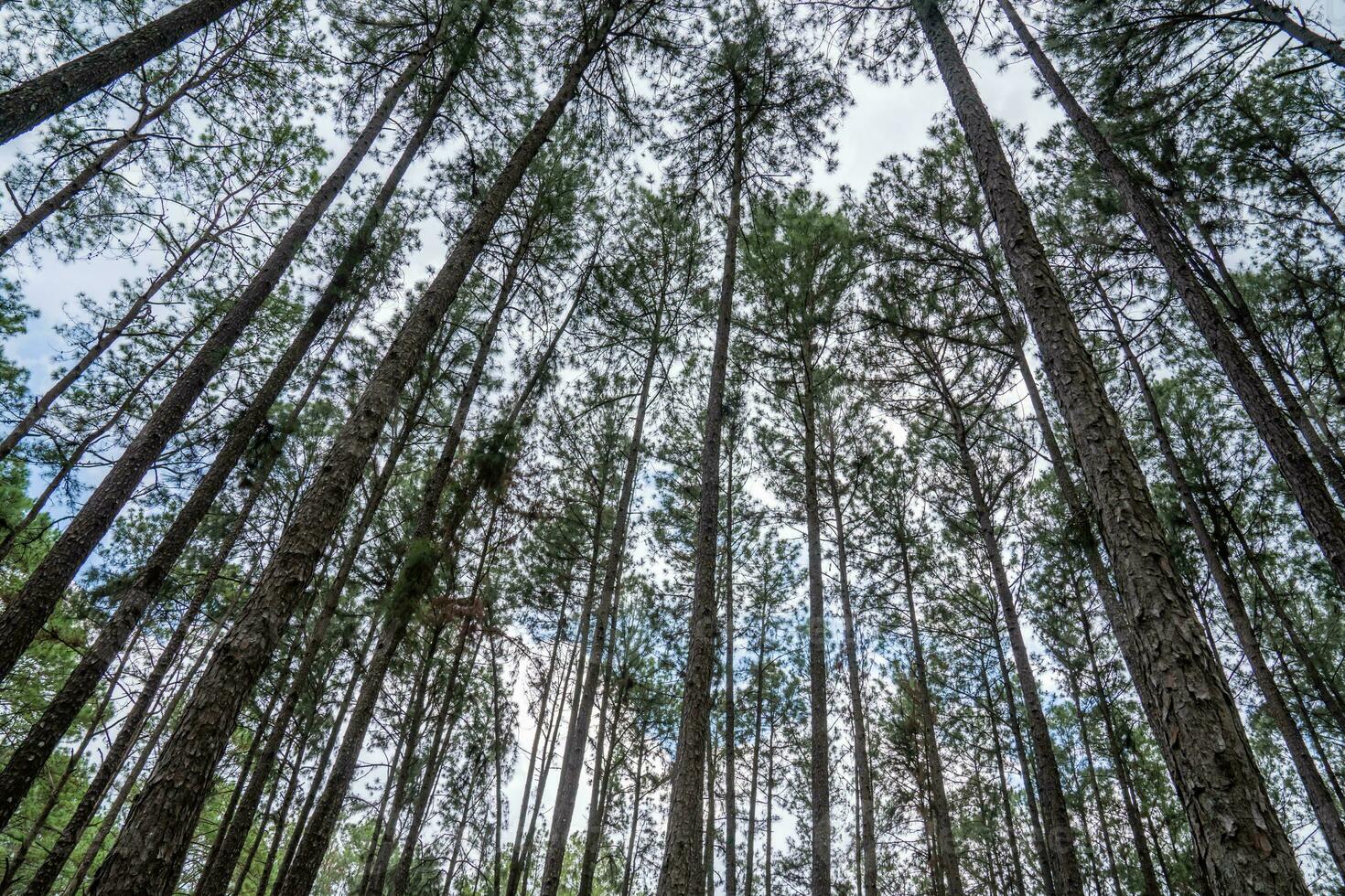 An ant eye view of the pine trees shows the dusky sky above the pine trees. photo