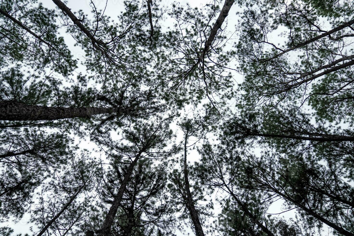An ant eye view of the pine trees shows the dusky sky above the pine trees. photo