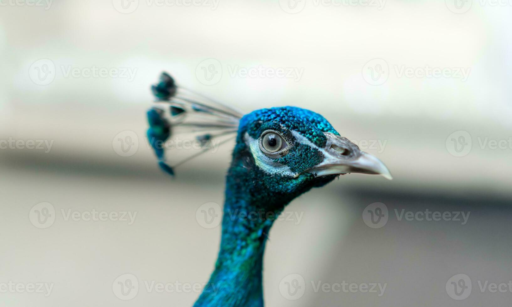 Close up of a bright peacock head. Peacocks are also thought to bring good luck and fortune. It also supports love and happiness issues. photo