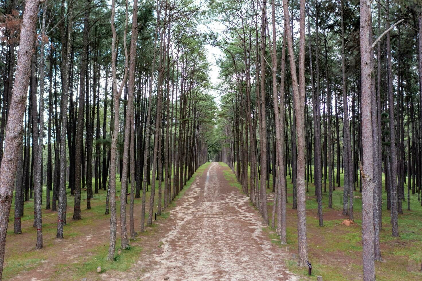 Pine trees grow nice and tidy in lines with equal spaces between lines in the pine trees forest. photo