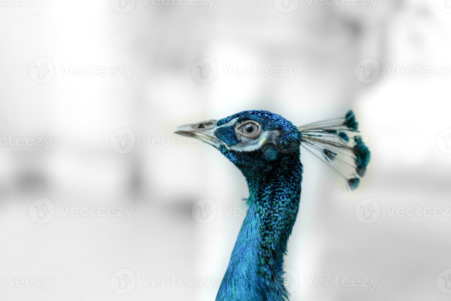 Close up of a bright peacock head. Peacocks are also thought to bring good luck and fortune. It also supports love and happiness issues. photo