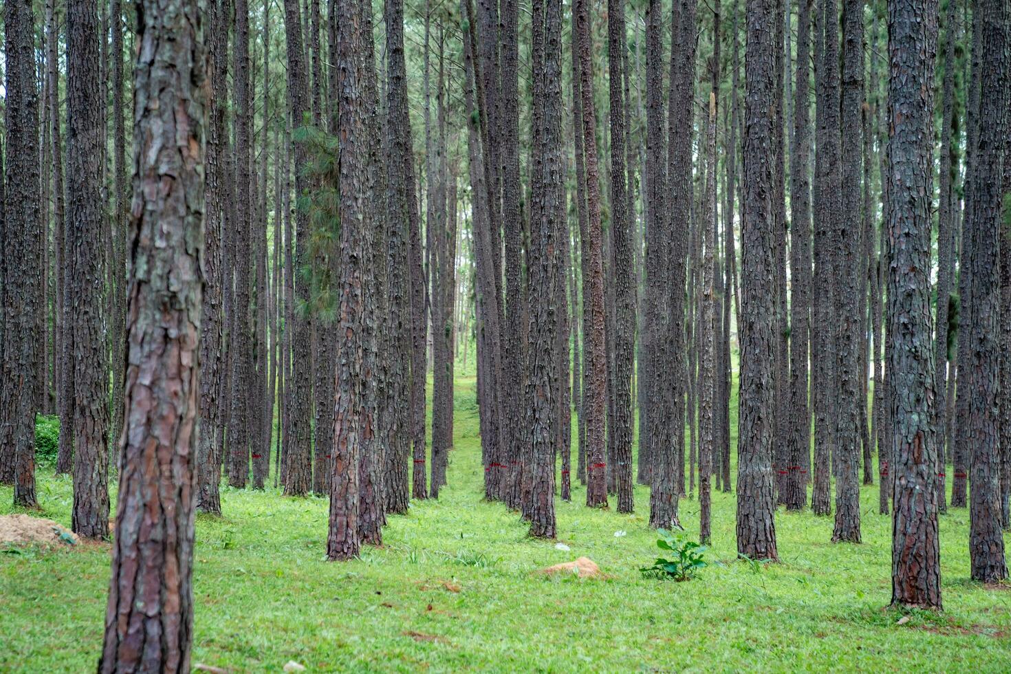 Pine trees grow nice and tidy in lines with equal spaces between lines in the pine trees forest. photo