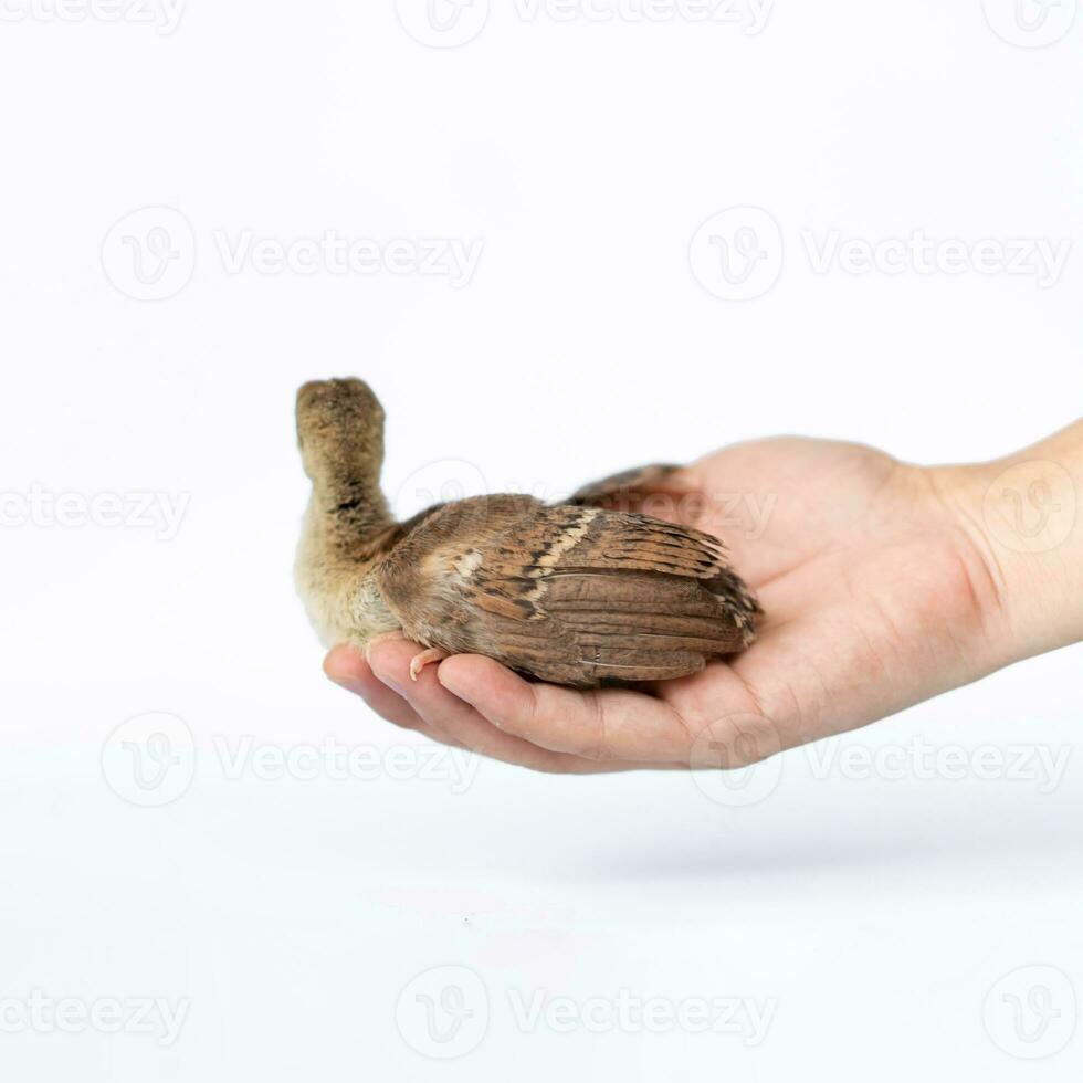 Close up of a light brown Indian pea perched on a human hand turned in the studio opposite a bright white background. photo