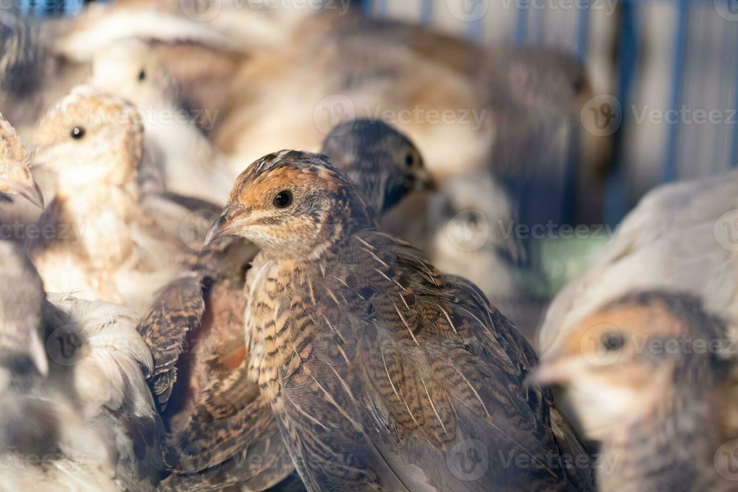 A group of Coturnix lived on a breeding farm, waited for the right time to sell. photo