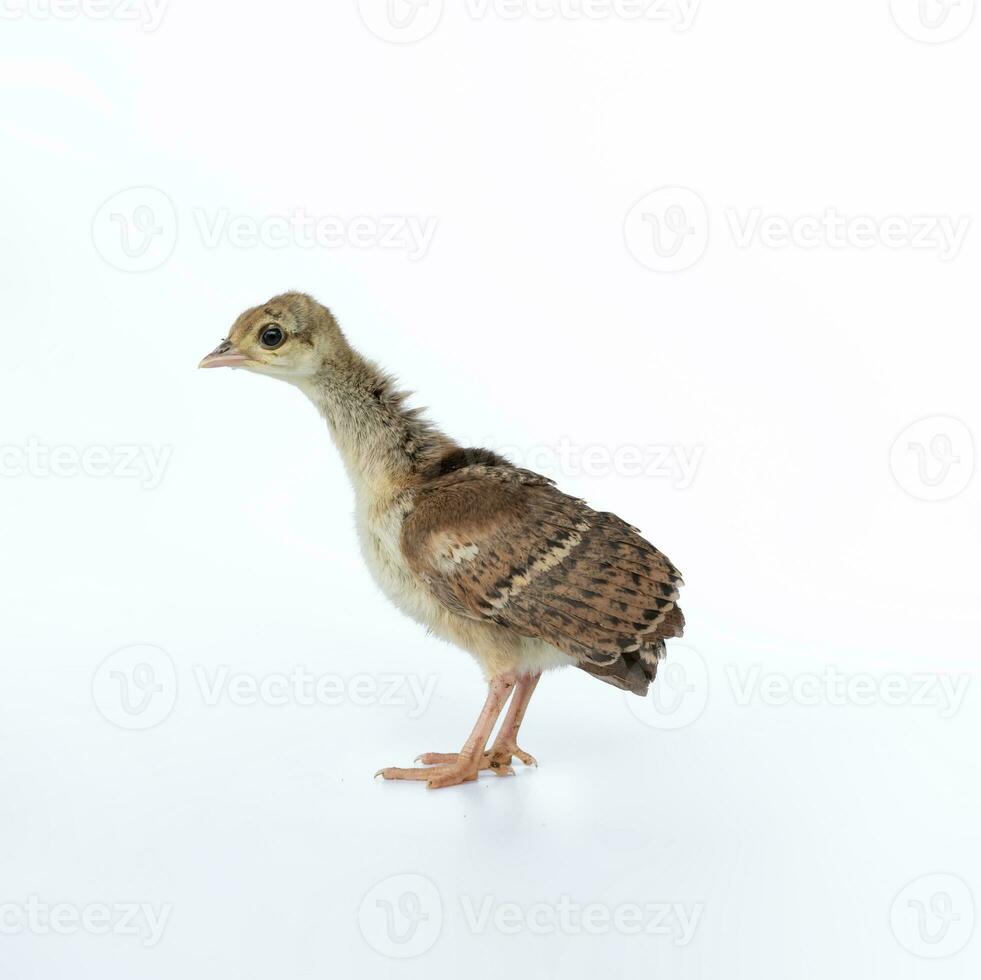 A little, light brown young Indian peafowl was photographed up close in a studio against a stark white background. photo