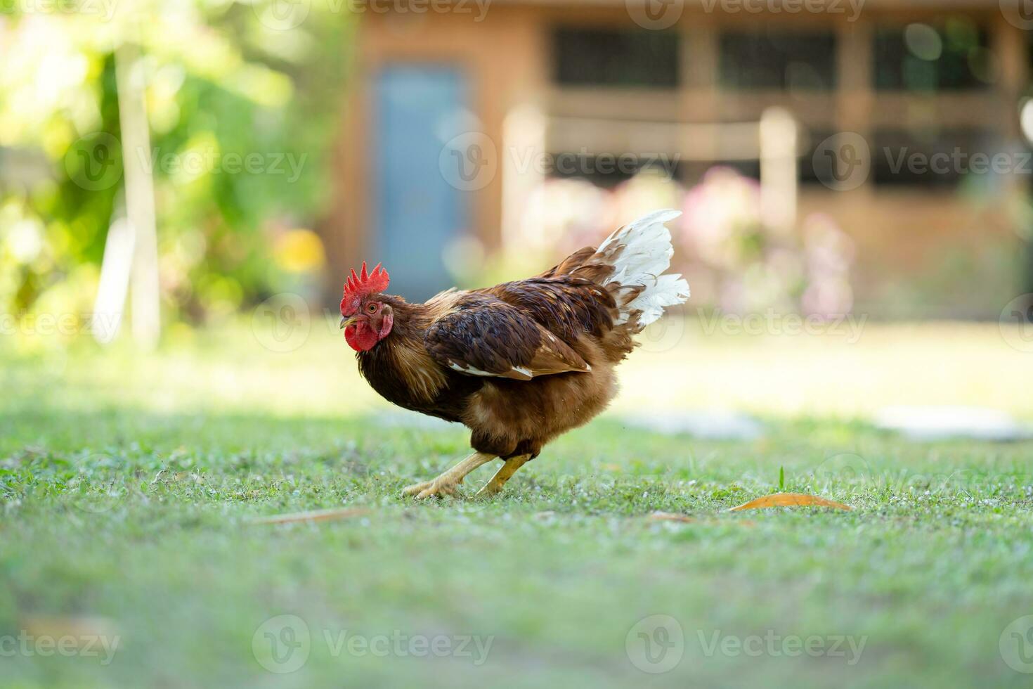 A brown Rhode Island Red half Australian chicken stands in a field of grass in front of a wooden house in the shadow of a tree. photo