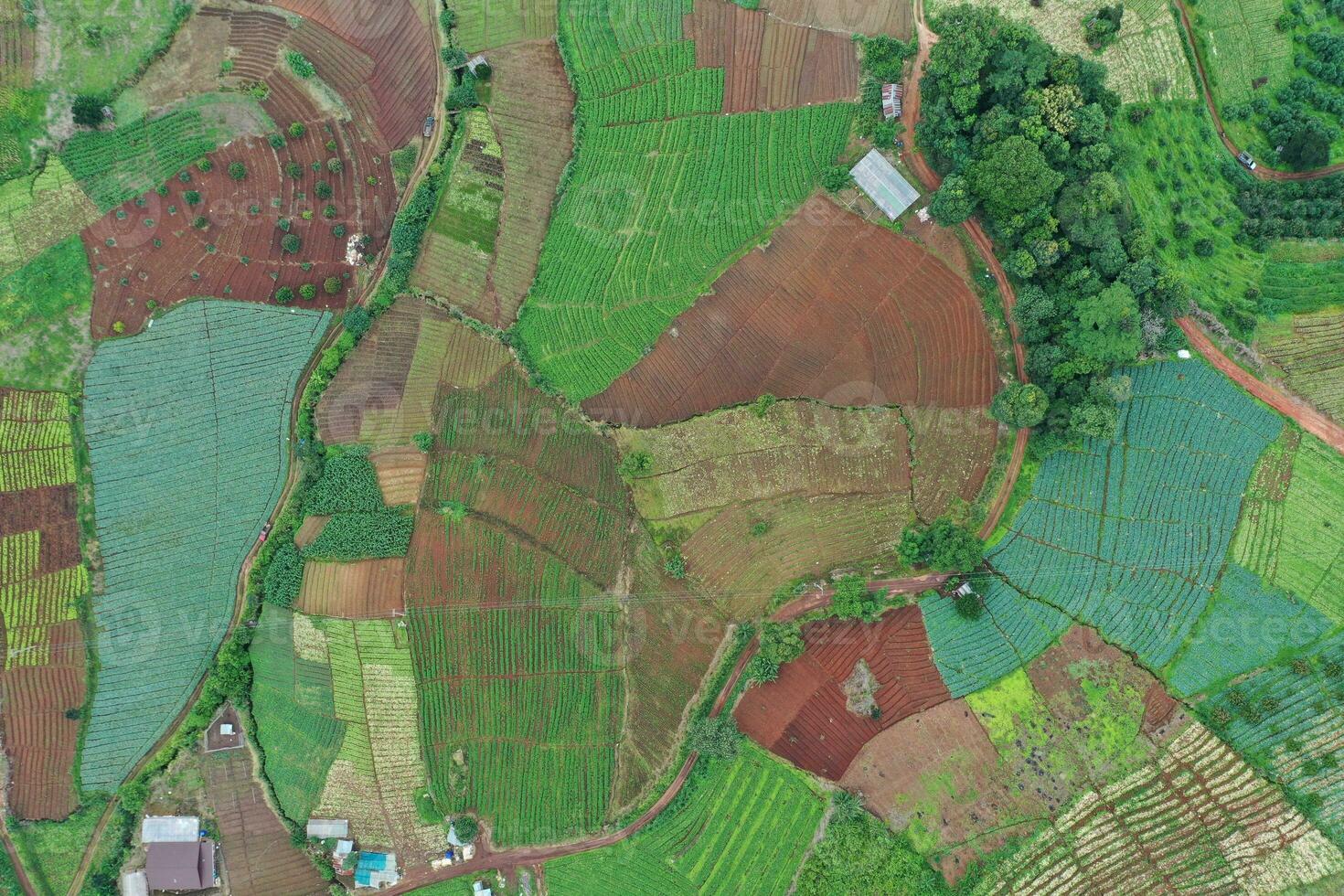 A top view of Chiangmai land showing the organic shape of a boundary and its colorful agriculture. photo