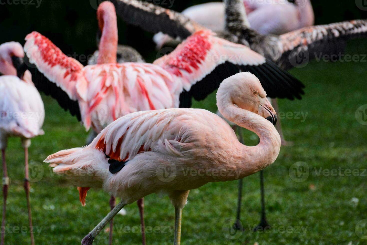 a group of flamingos standing in the grass photo