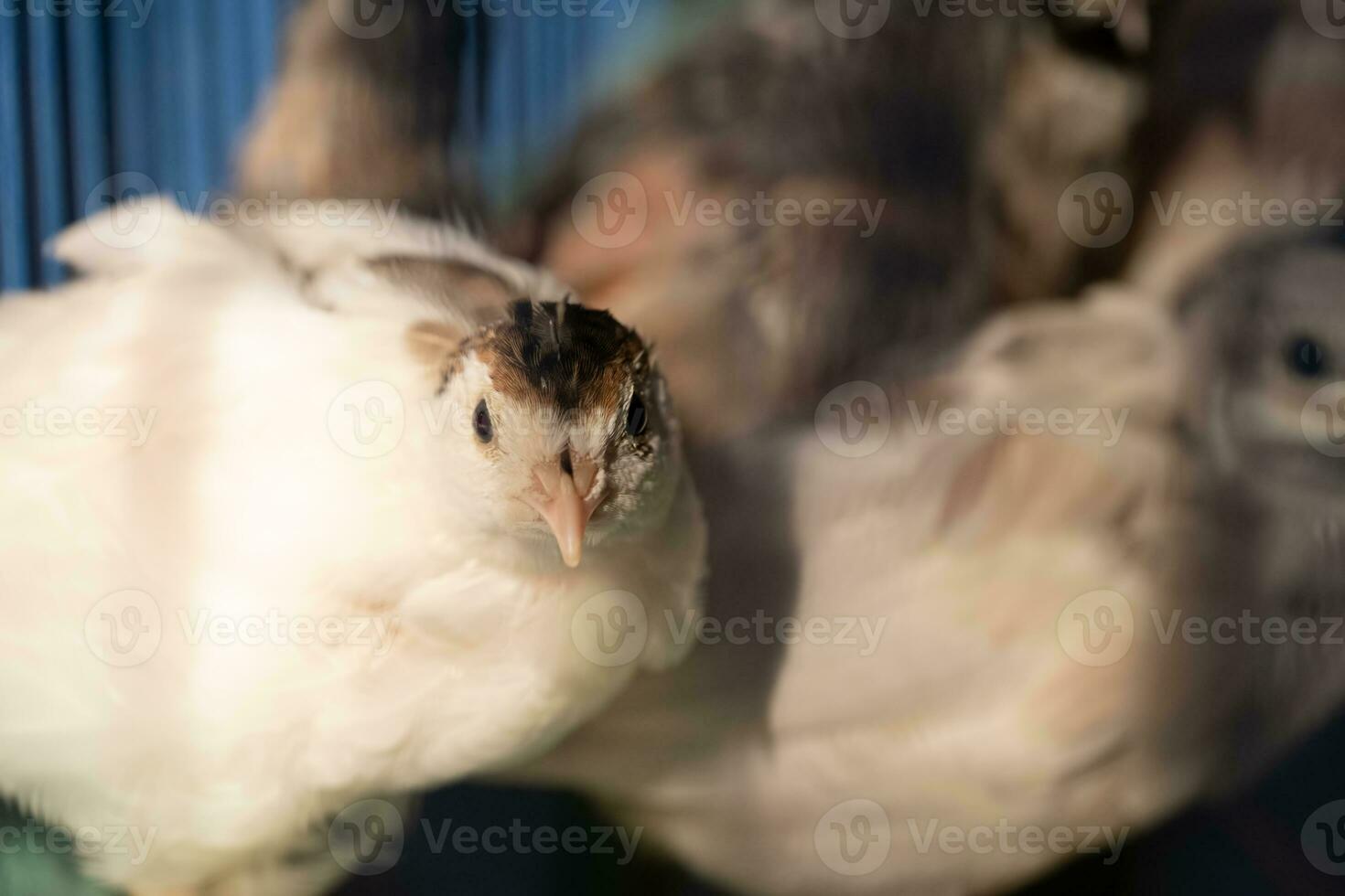 A group of Coturnix lived on a breeding farm, waited for the right time to sell. photo