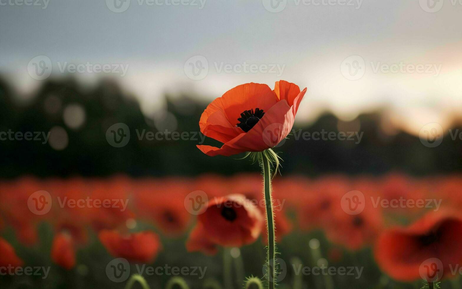 Stylized Red Poppy on Black Remembrance Day Symbol ai generated photo
