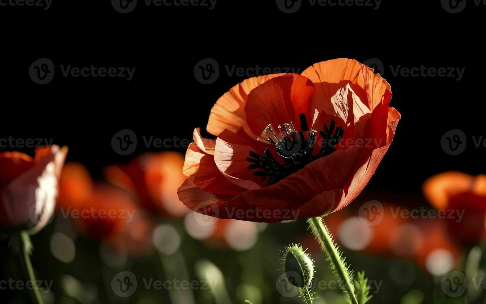 Stylized Red Poppy on Black Remembrance Day Symbol ai generated photo