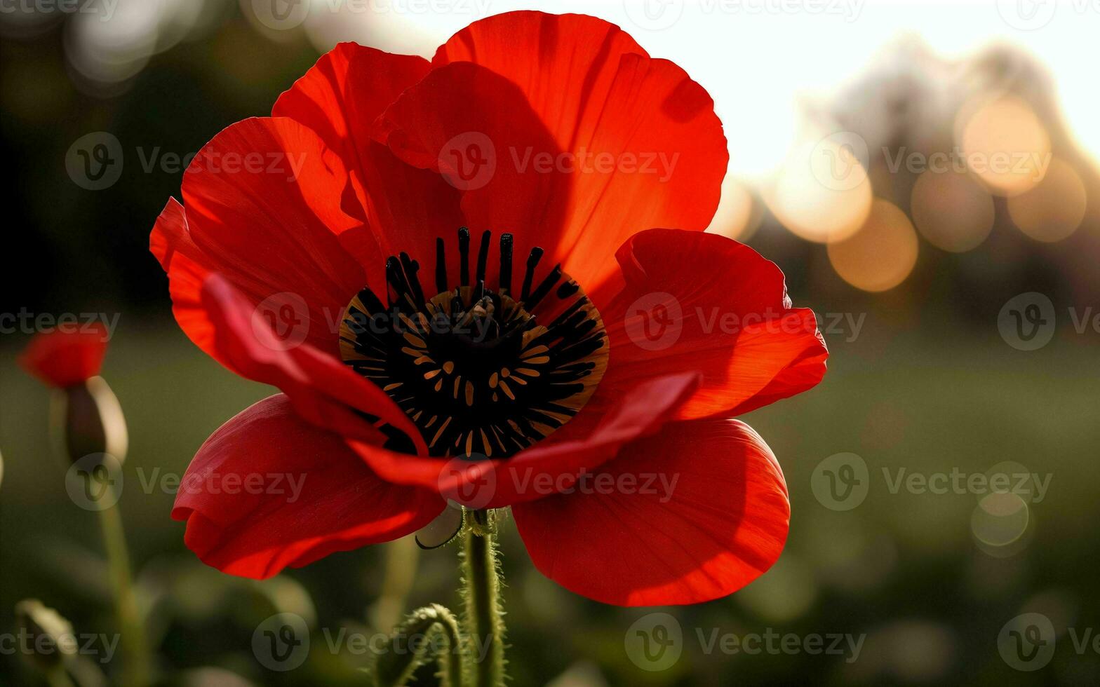 Stylized Red Poppy on Black Remembrance Day Symbol ai generated photo