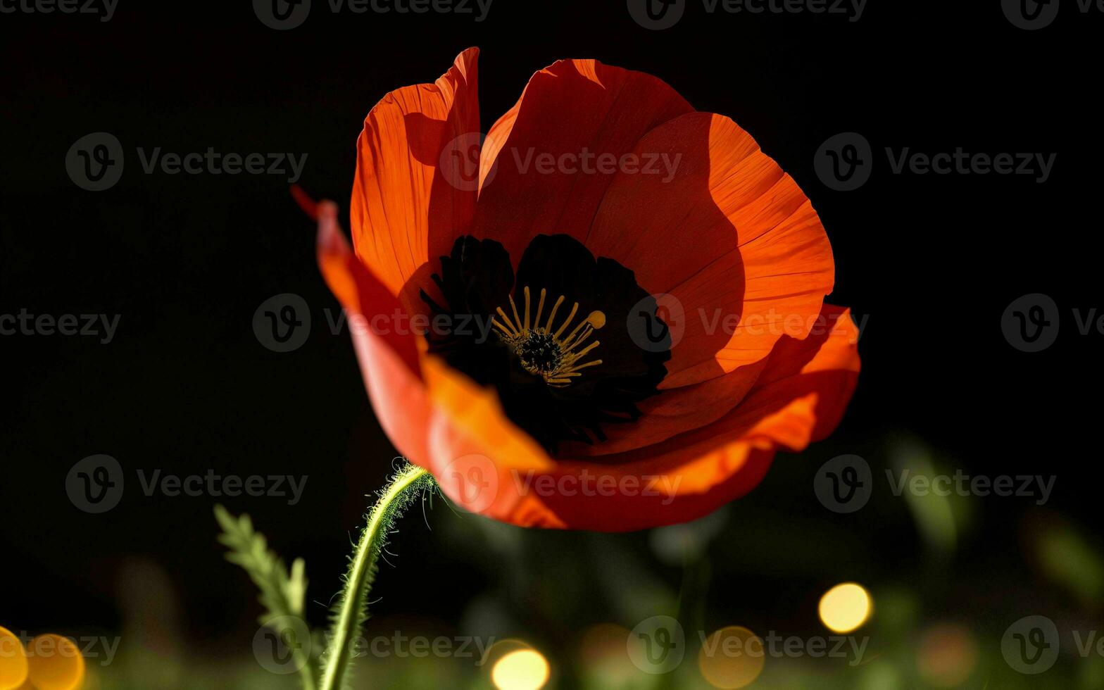 Stylized Red Poppy on Black Remembrance Day Symbol ai generated photo