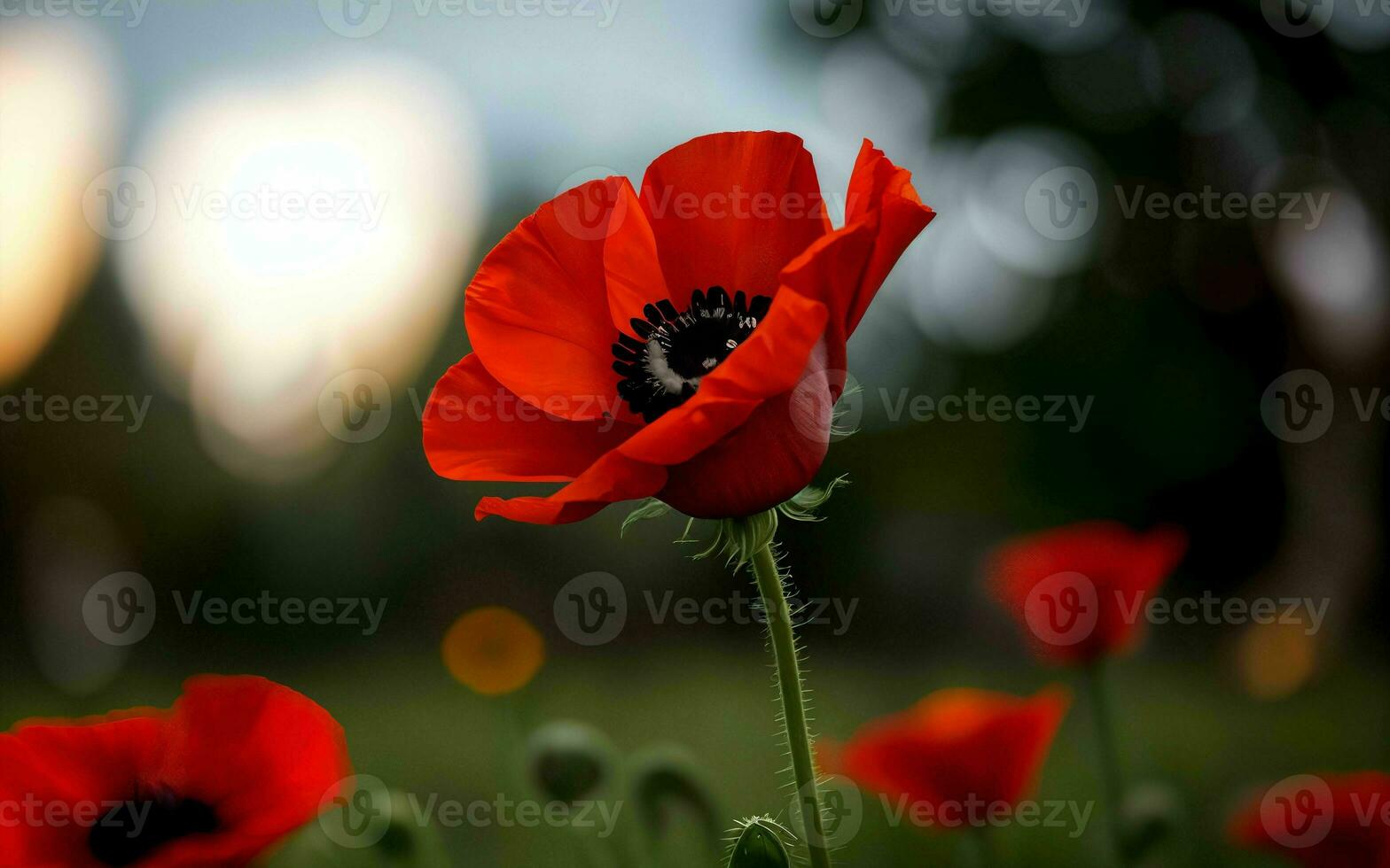 Stylized Red Poppy on Black Remembrance Day Symbol ai generated photo