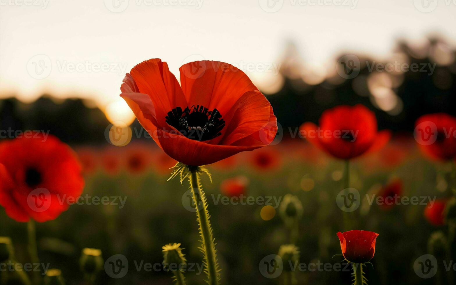 Stylized Red Poppy on Black Remembrance Day Symbol ai generated photo