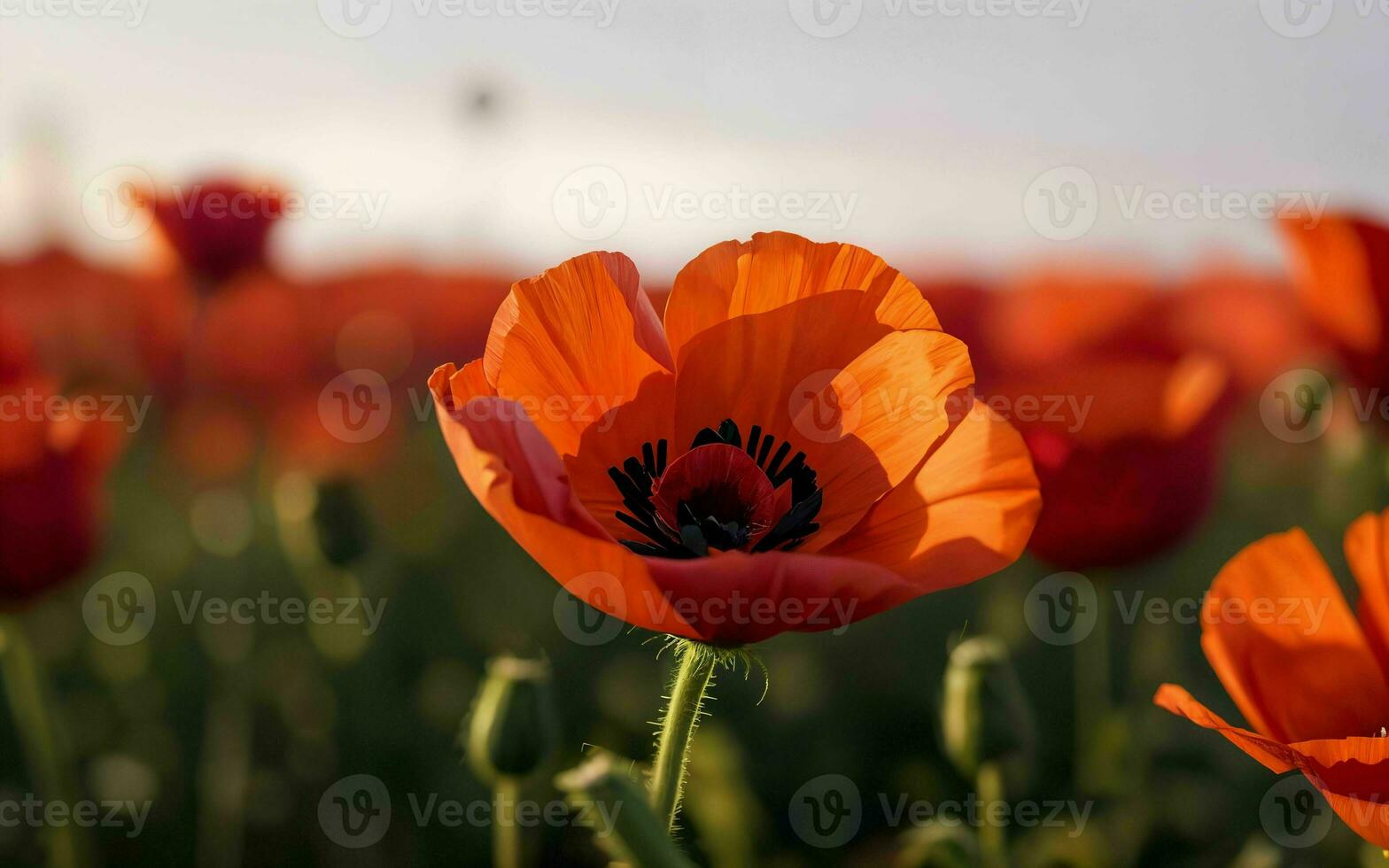 Stylized Red Poppy on Black Remembrance Day Symbol ai generated photo