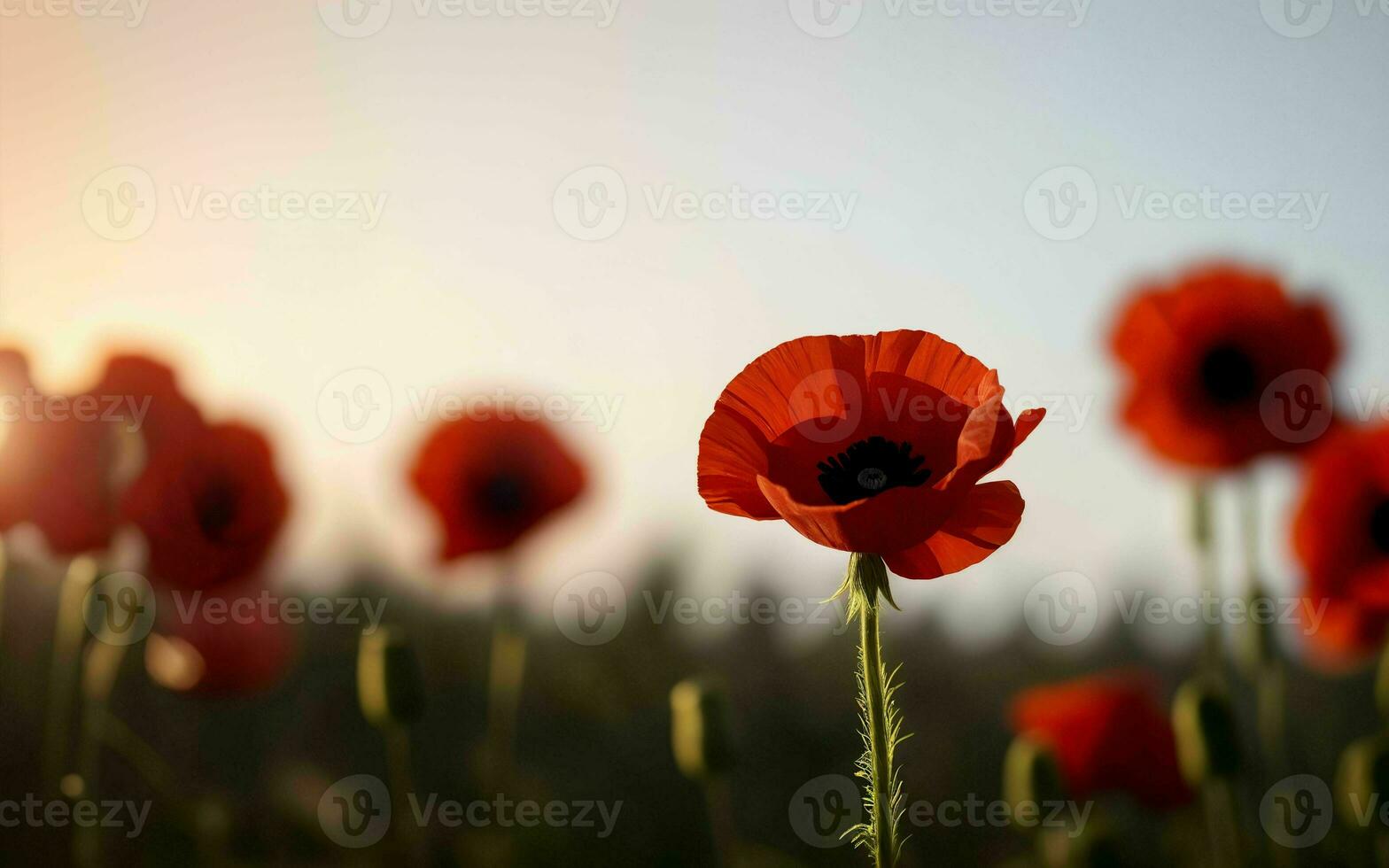 Stylized Red Poppy on Black Remembrance Day Symbol ai generated photo