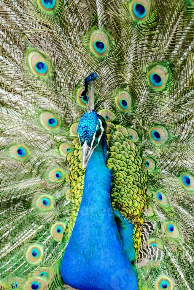 a peacock with its feathers spread out photo