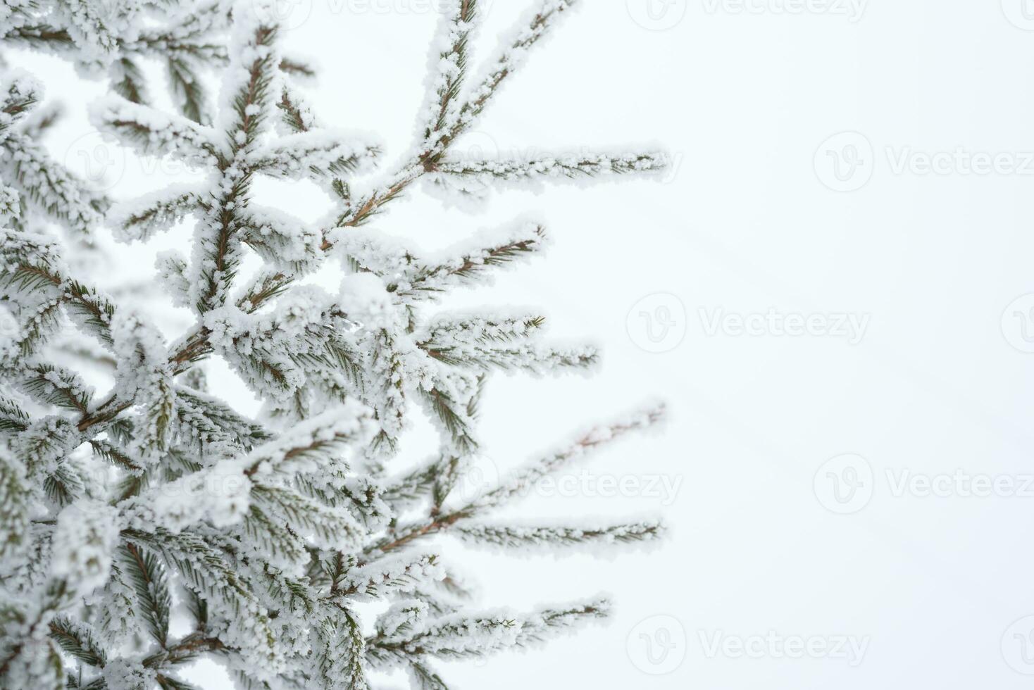 Snow lies on a Christmas tree in the park in winter photo