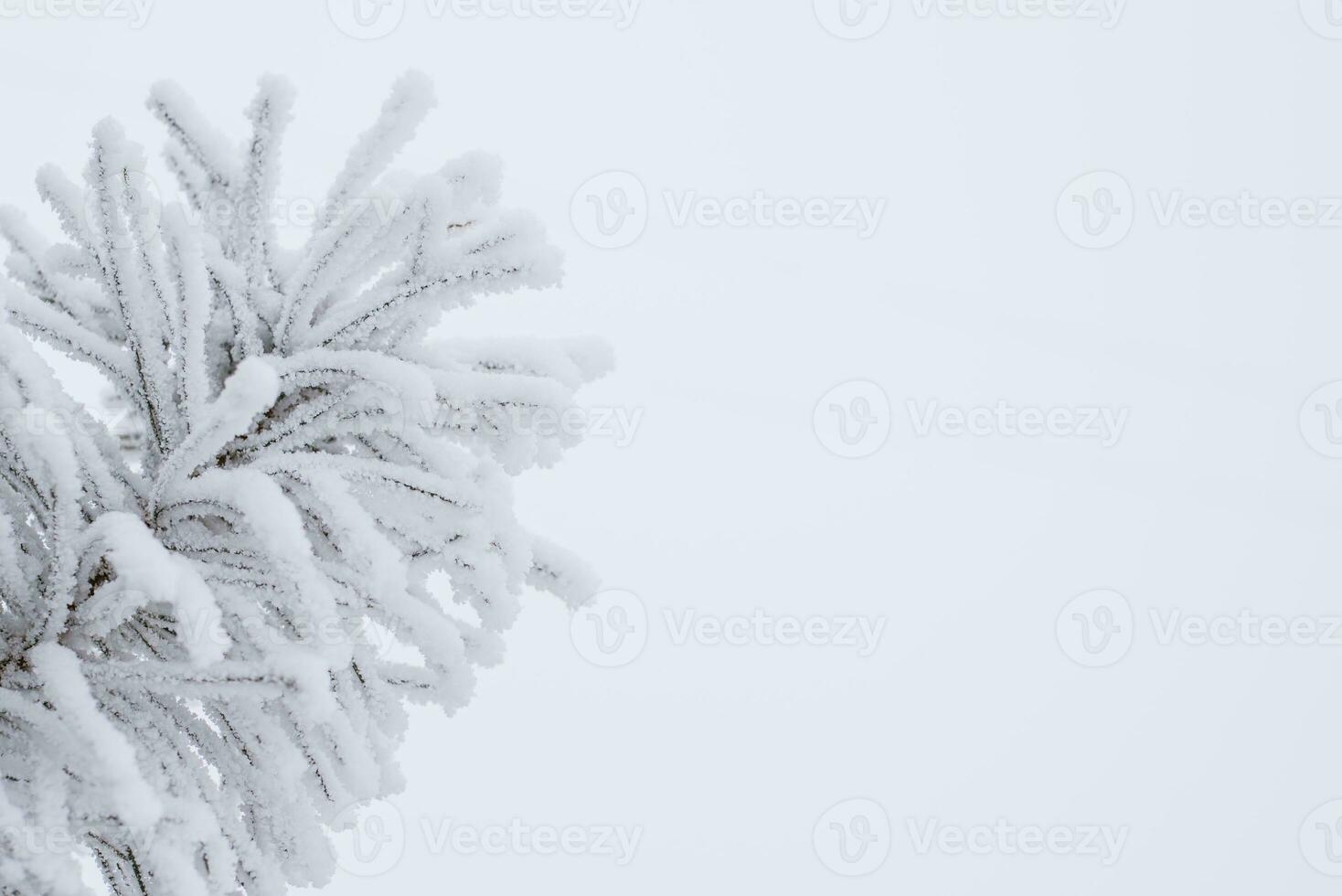 Spruce branches and needles in the snow. Close-up photo