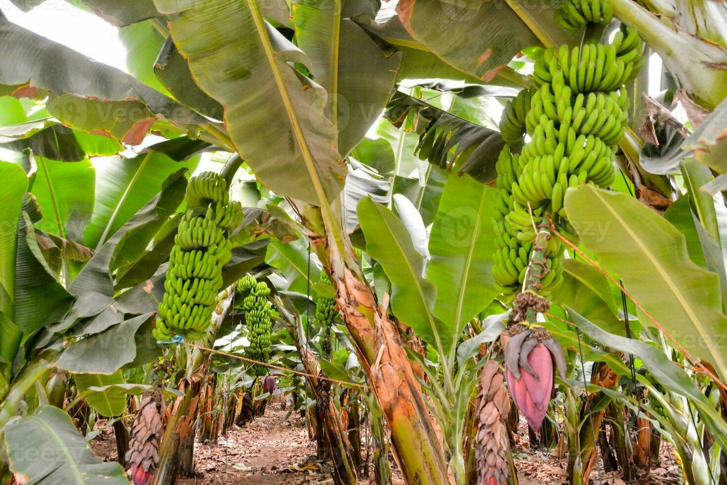 a banana plantation photo