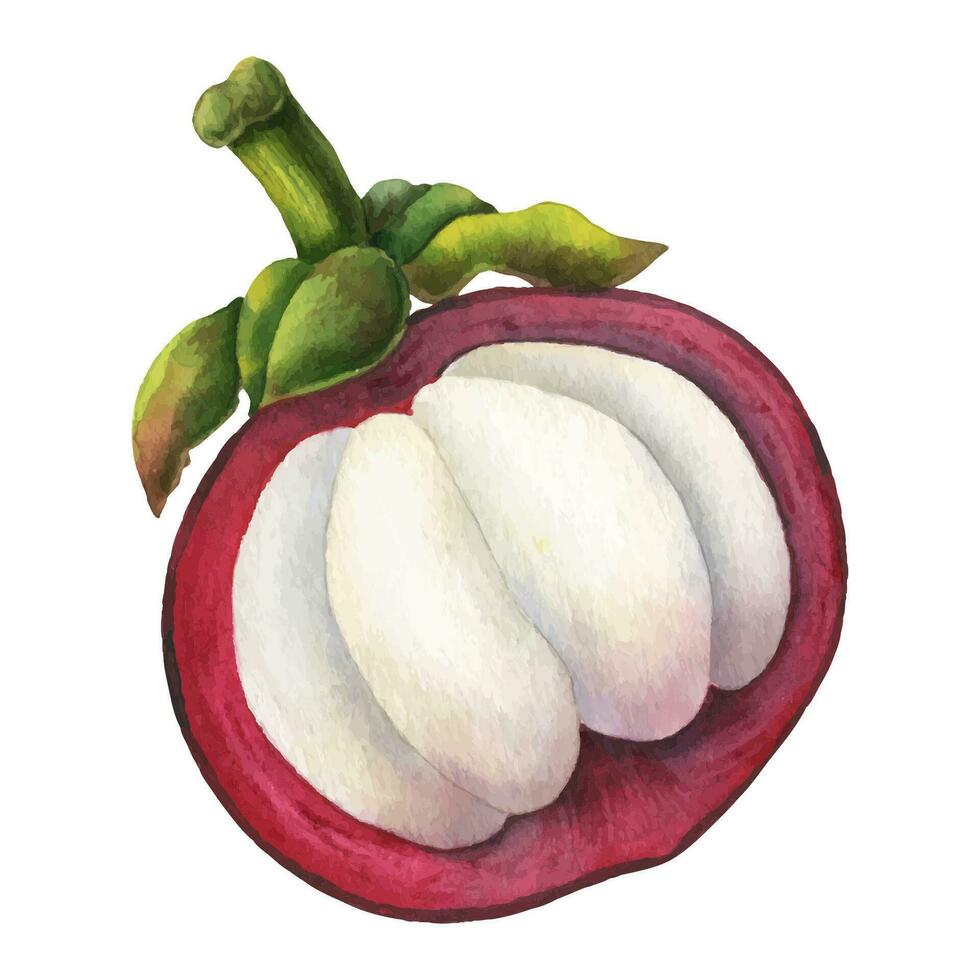 mangostán acuarela ilustración. mano dibujado bosquejo con medio de exótico tropical Fruta en aislado antecedentes. bosquejo de verano tailandés mangostana para comida etiqueta o menú. dibujo para embalaje vector