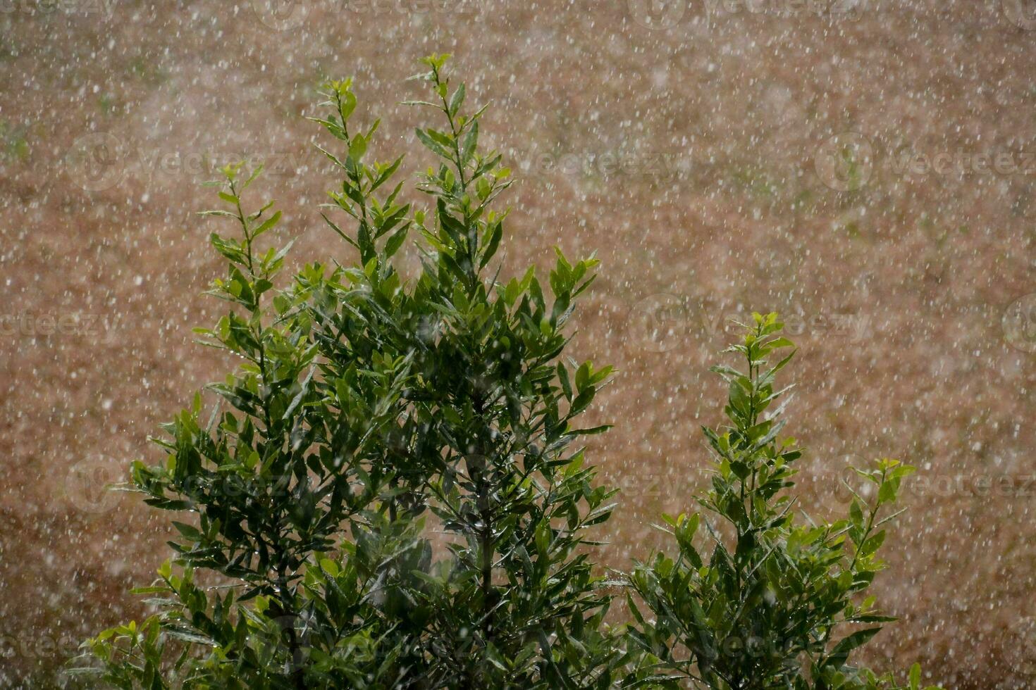a bush with green leaves photo