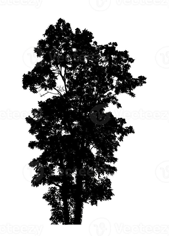 Tree silhouette for brush on white background photo