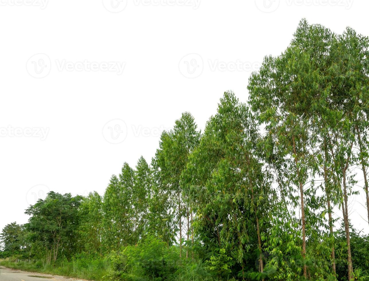 Green Trees isolated on white background.are Forest and foliage in summer for both printing and web pages with cut path and alpha channel. photo