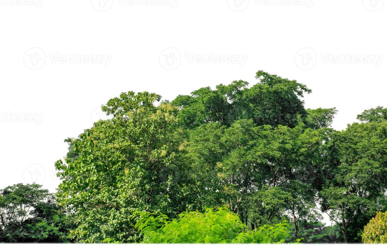 Green Trees isolated on white background.are Forest and foliage in summer for both printing and web pages with cut path and alpha channel. photo