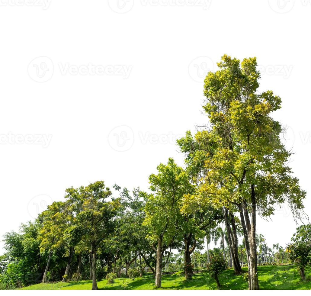Green Trees isolated on white background.are Forest and foliage in summer for both printing and web pages with cut path and alpha channel. photo