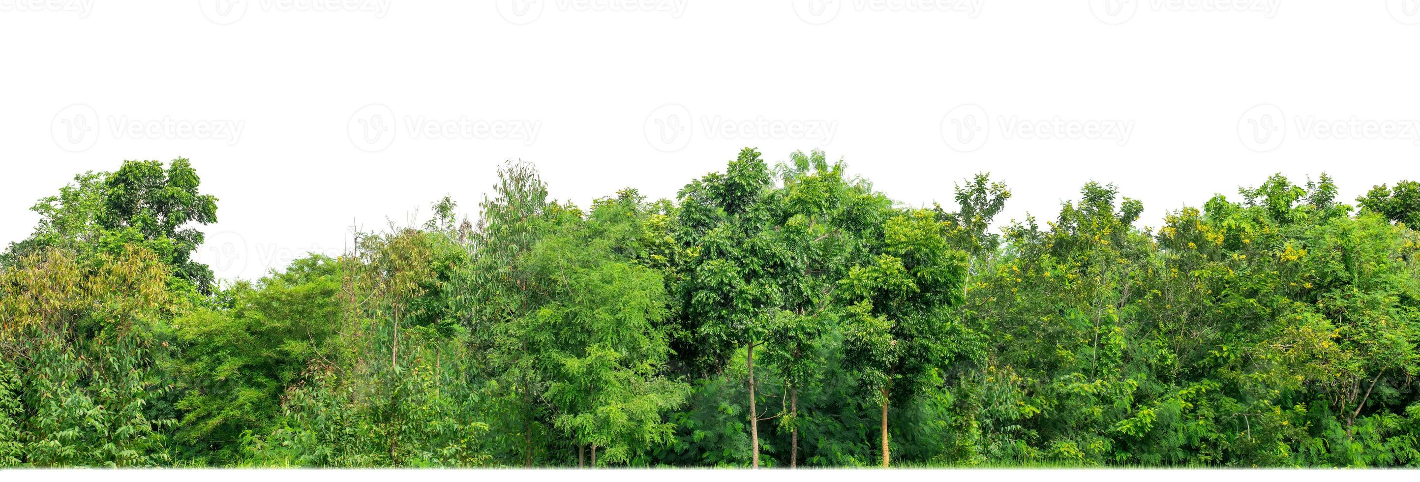 Green Trees isolated on white background.are Forest and foliage in summer for both printing and web pages with cut path and alpha channel. photo
