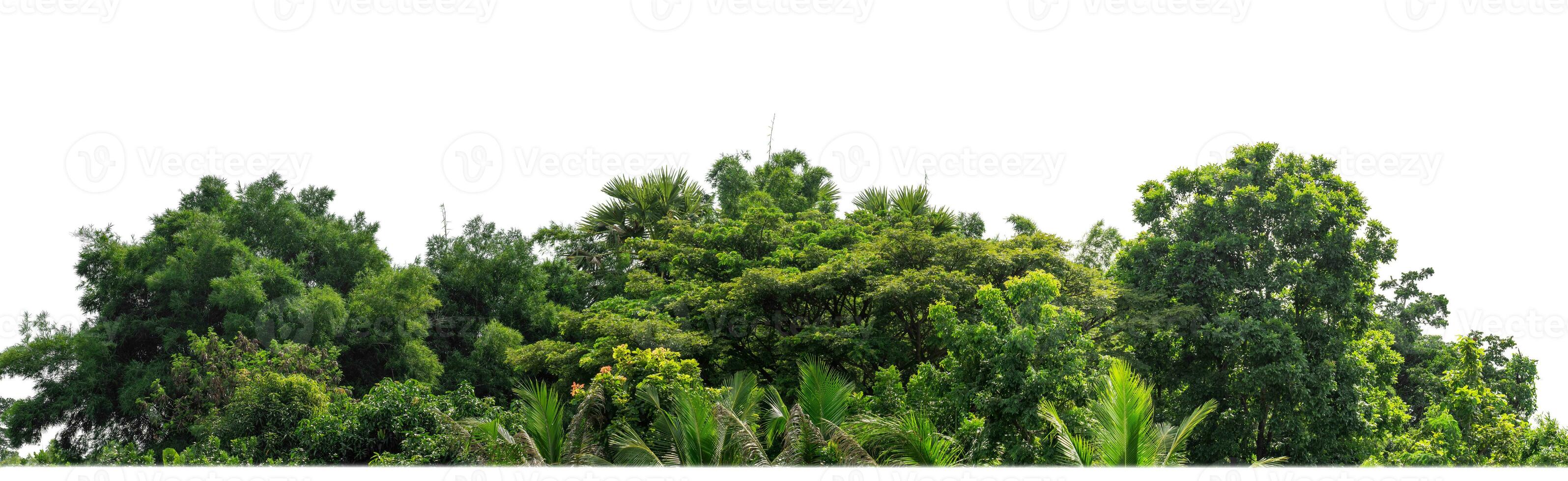 Green Trees isolated on white background.are Forest and foliage in summer for both printing and web pages with cut path and alpha channel. photo