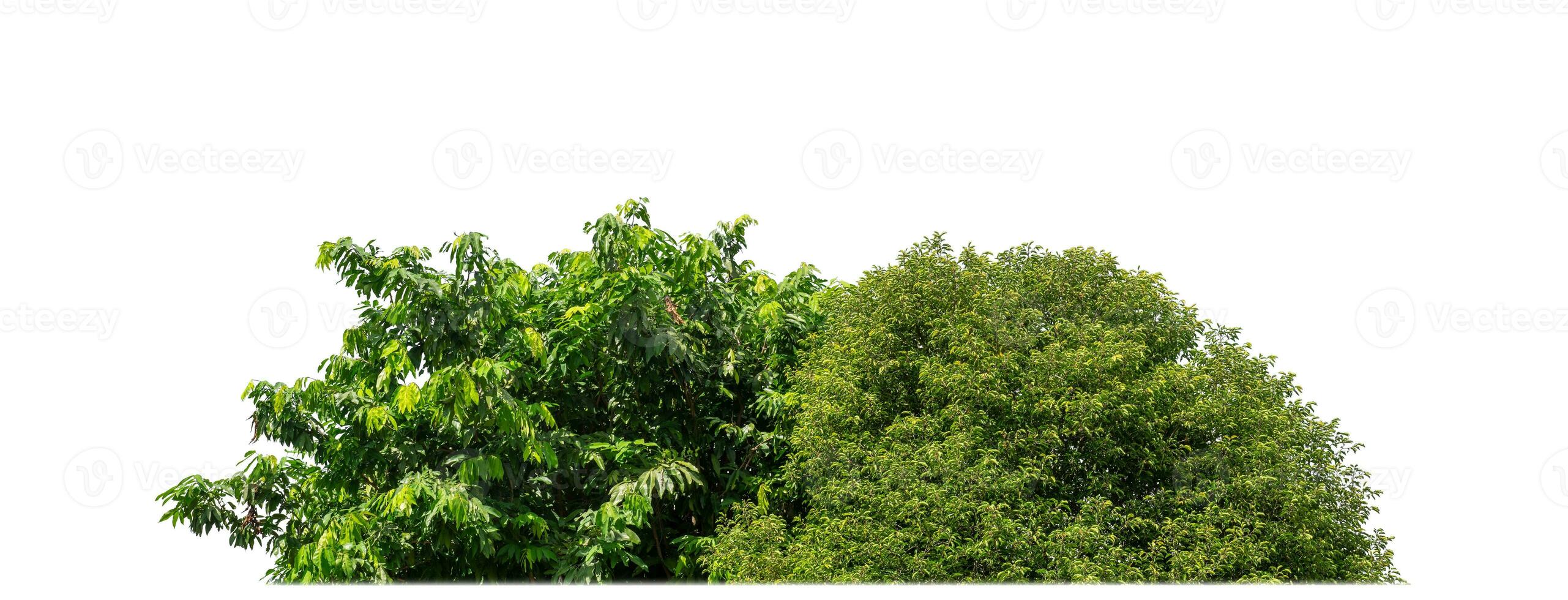 Green Trees isolated on white background.are Forest and foliage in summer for both printing and web pages with cut path and alpha channel. photo