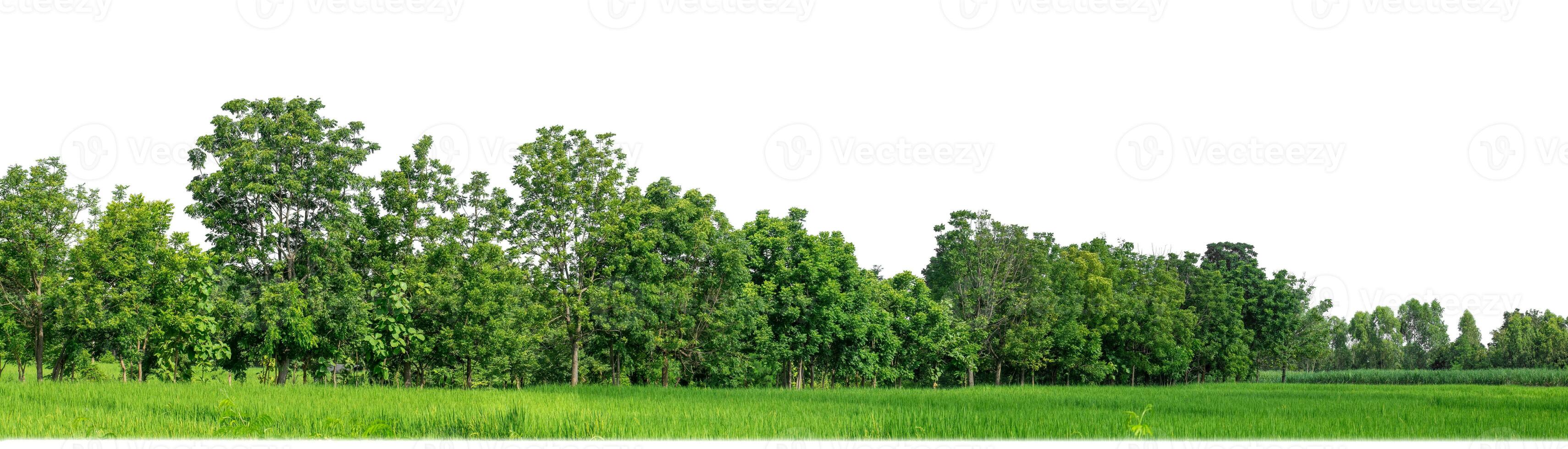 Green Trees isolated on white background.are Forest and foliage in summer for both printing and web pages with cut path and alpha channel. photo