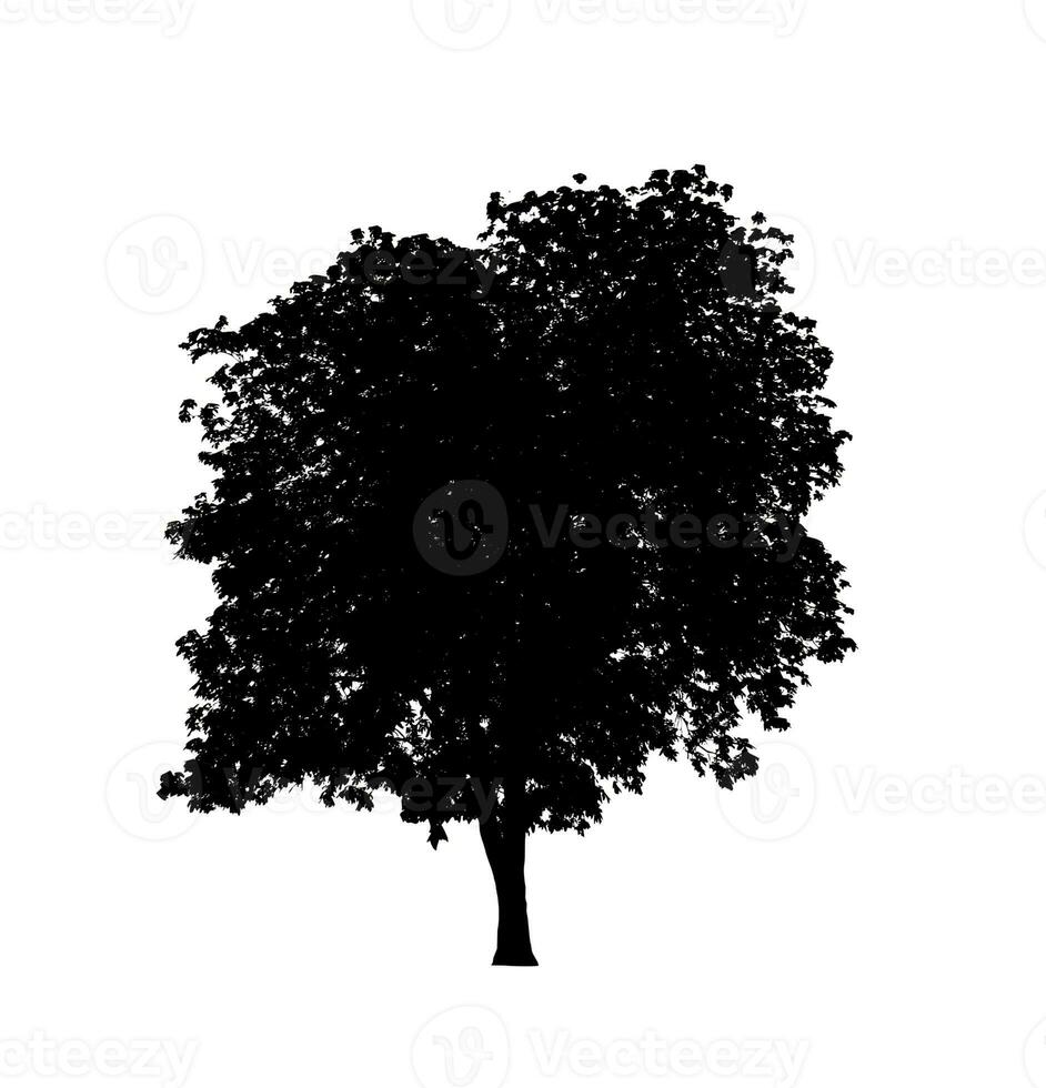 Tree silhouette for brush on white background photo