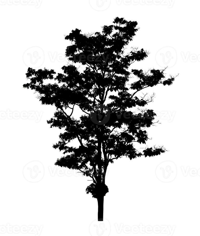 Tree silhouette for brush on white background photo