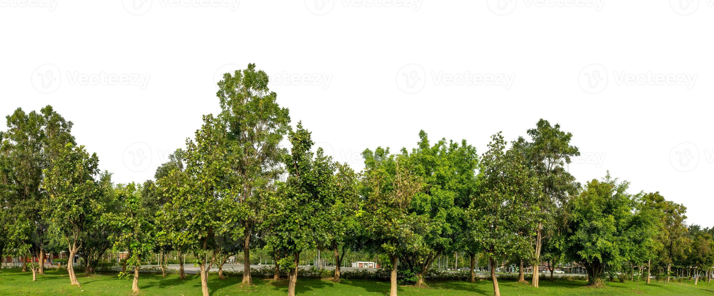 Green Trees isolated on white background.are Forest and foliage in summer for both printing and web pages with cut path and alpha channel. photo