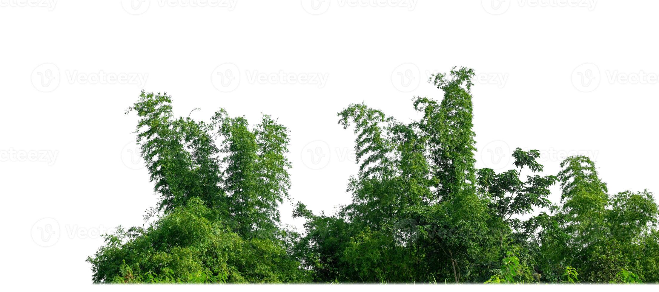 Green Trees isolated on white background.are Forest and foliage in summer for both printing and web pages with cut path and alpha channel. photo
