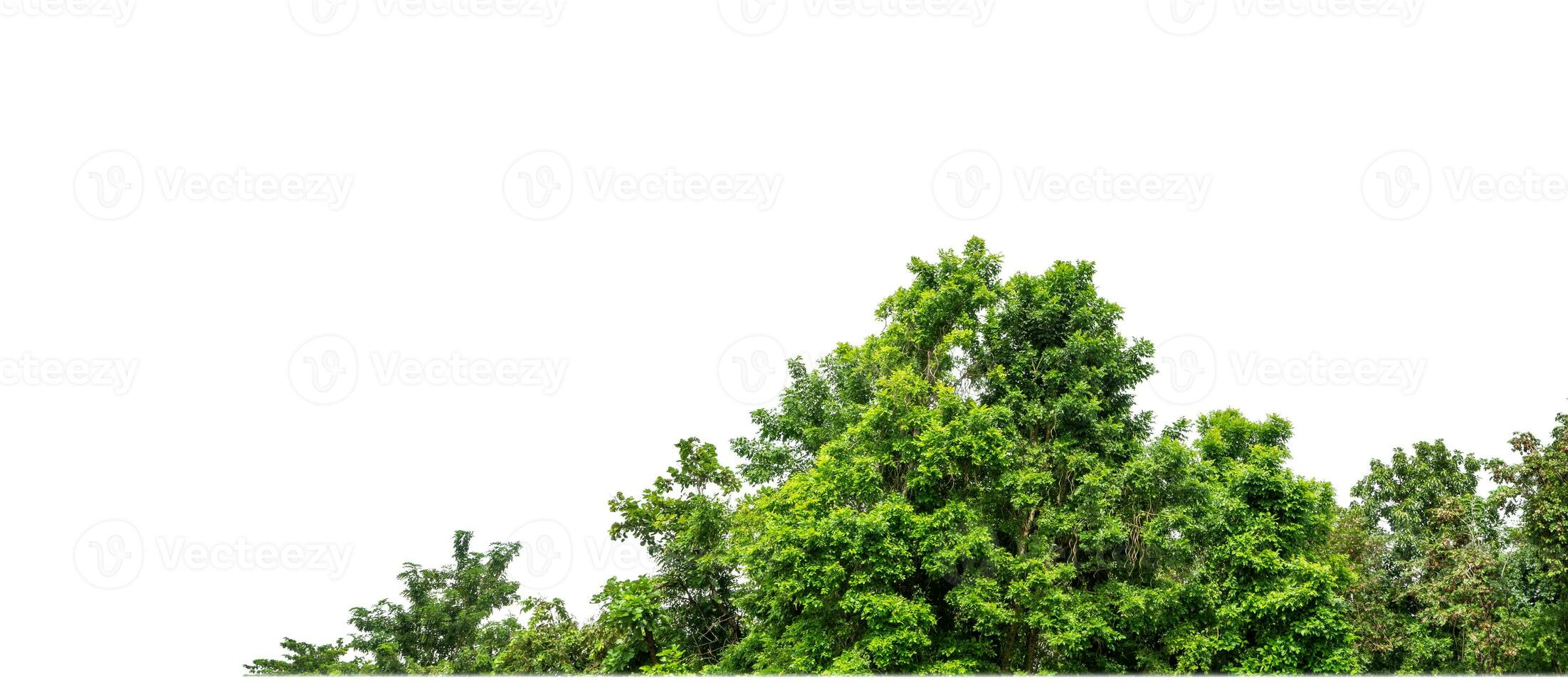 Green Trees isolated on white background.are Forest and foliage in summer for both printing and web pages with cut path and alpha channel. photo