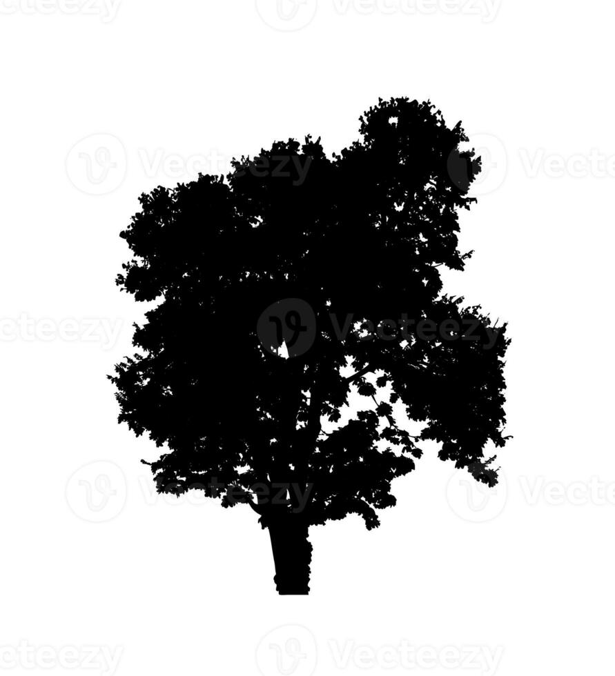 Tree silhouette for brush on white background photo