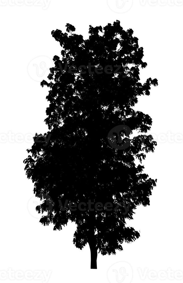 Tree silhouette for brush on white background photo