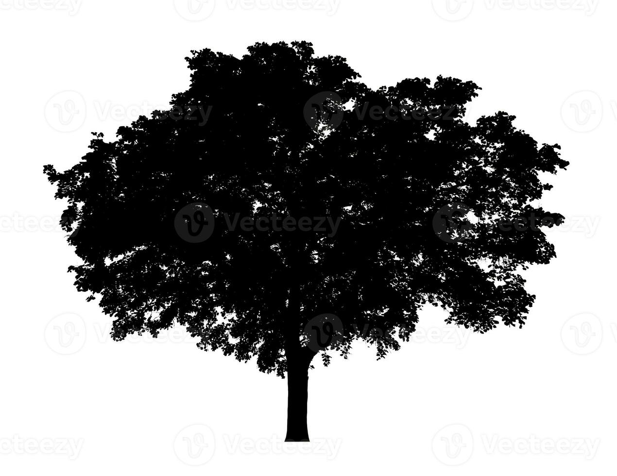 Tree silhouette for brush on white background photo