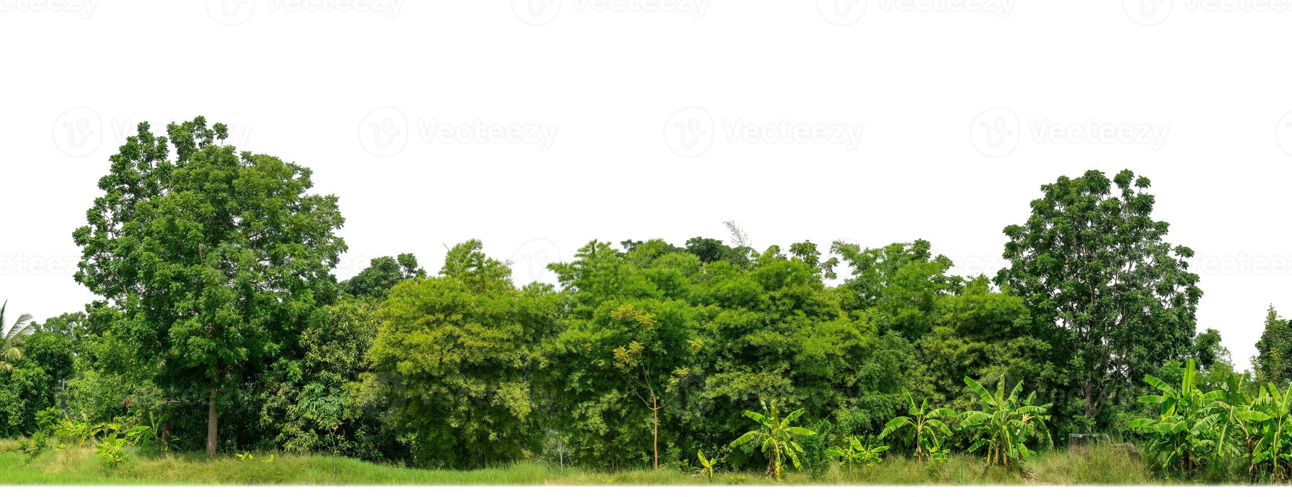 Green Trees isolated on white background.are Forest and foliage in summer for both printing and web pages with cut path and alpha channel. photo