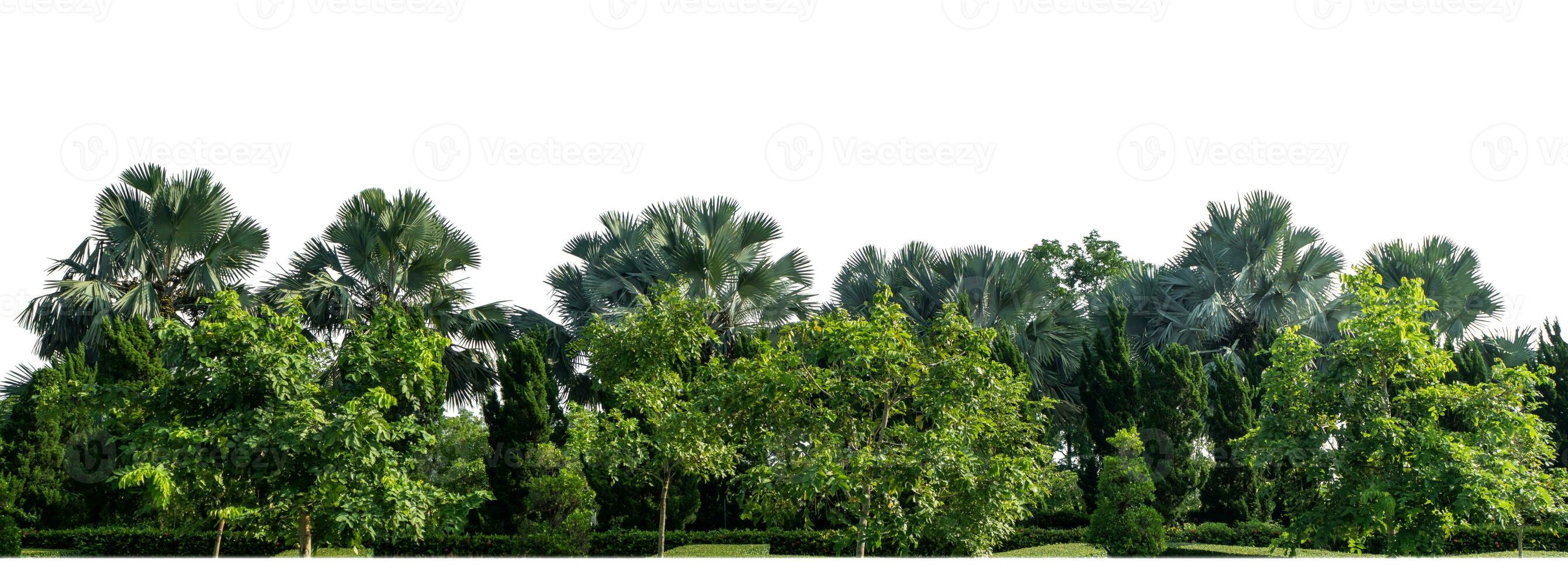 Green Trees isolated on white background.are Forest and foliage in summer for both printing and web pages with cut path and alpha channel. photo