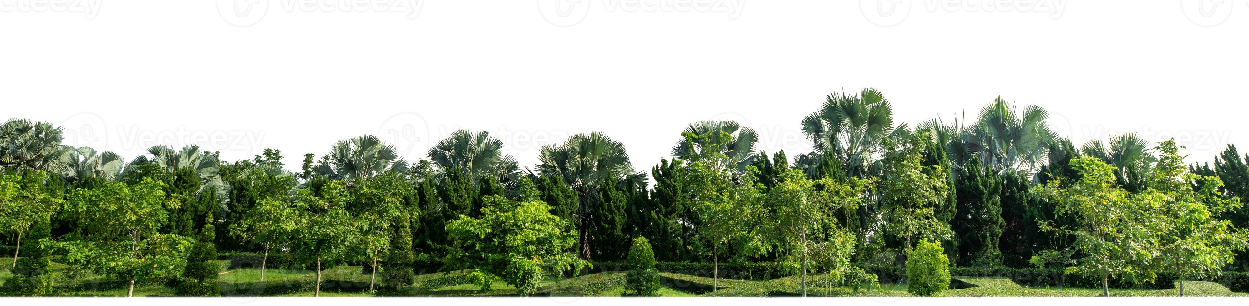 Green Trees isolated on white background.are Forest and foliage in summer for both printing and web pages with cut path and alpha channel. photo