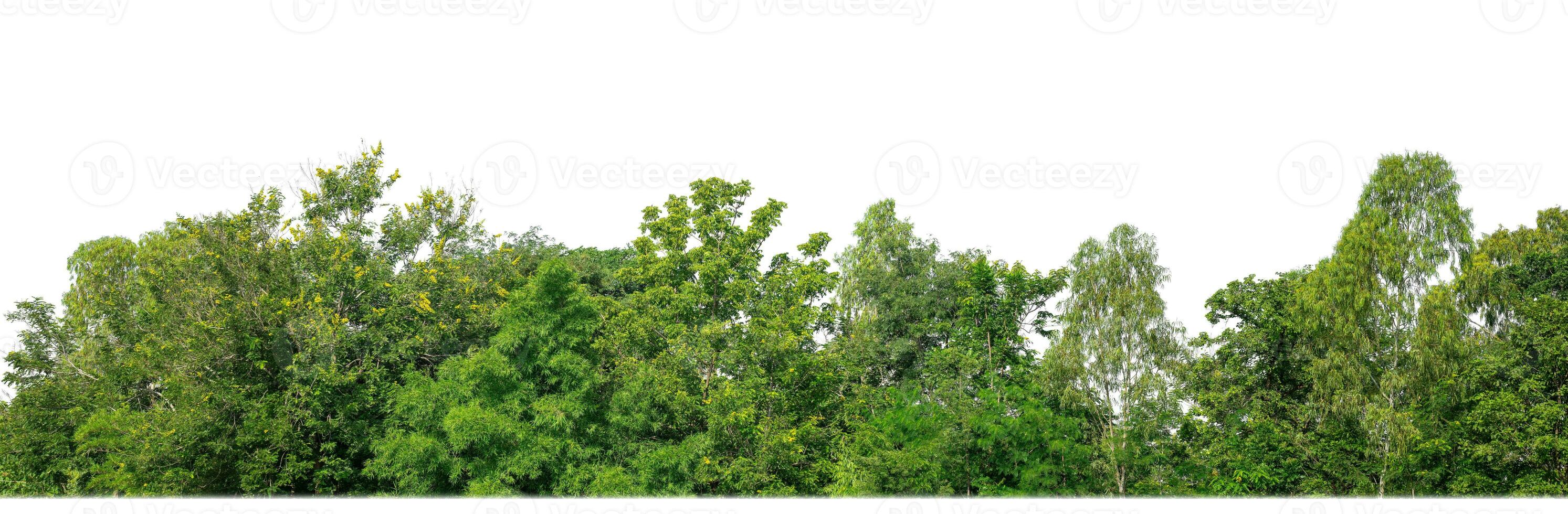 Green Trees isolated on white background.are Forest and foliage in summer for both printing and web pages with cut path and alpha channel. photo