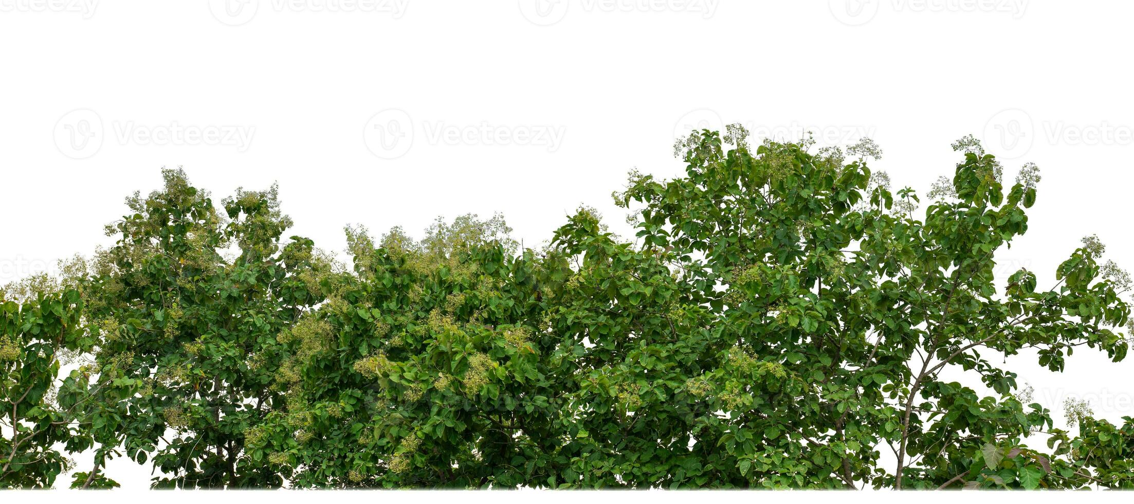 Green Trees isolated on white background.are Forest and foliage in summer for both printing and web pages with cut path and alpha channel. photo