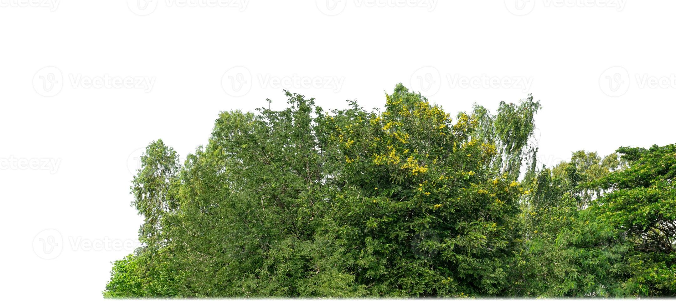 Green Trees isolated on white background.are Forest and foliage in summer for both printing and web pages with cut path and alpha channel. photo