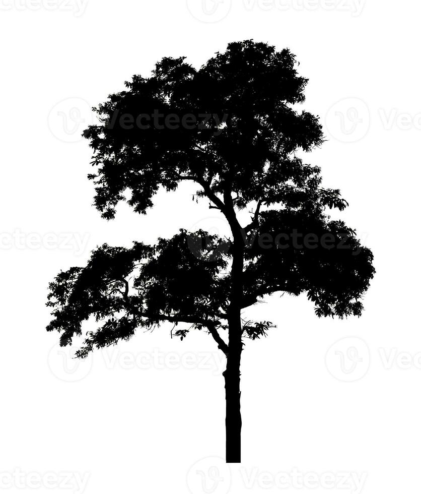 Tree silhouette for brush on white background photo